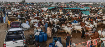 How Many Animals Will Be Sacrificed On Eid Ul Adha In Pakistan?