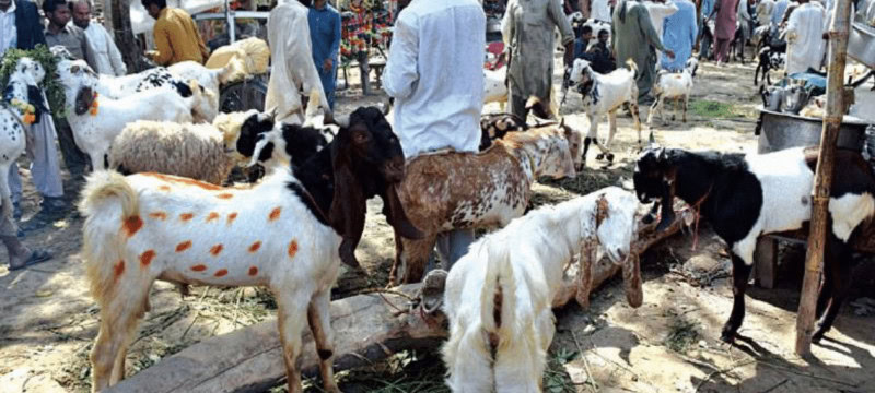 Lahore Bans Roadside Qurbani Animal Sales Before Eid