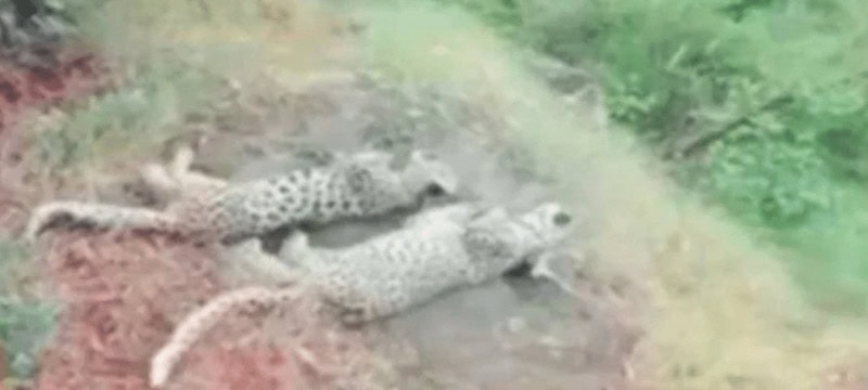 AJK Wildlife Officials Search For Leopard Cubs' Bodies