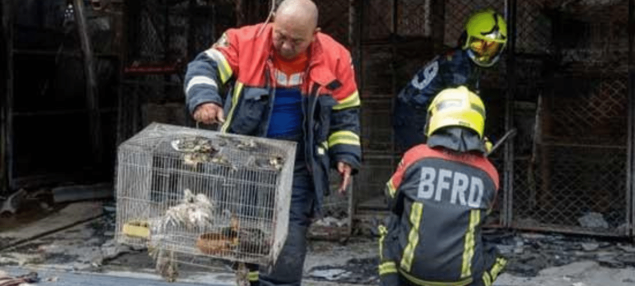 Blaze At Renowned Bangkok Market Results As Death Of 1,000 Animals