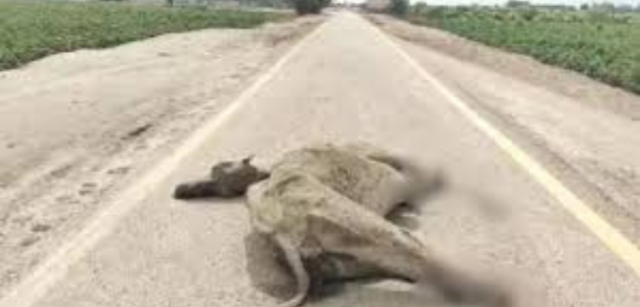 Another Dead Camel Found in Sindh Sparks Animal Cruelty Outcry