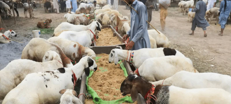 Truck Carrying Sacrificial Goats Robbed in Karachi