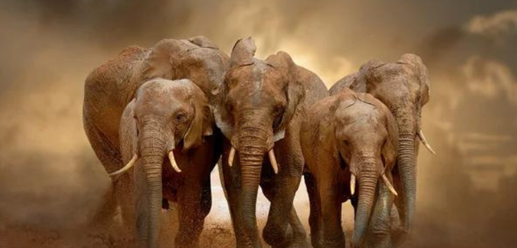 Do Elephants Communicate by Using Each Other‘s Names ?