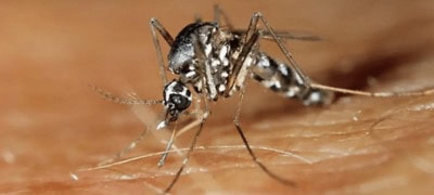 Tiger Mosquitoes Responsible For Increasing Dengue Fever Cases In Europe