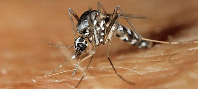 Tiger Mosquitoes Responsible For Increasing Dengue Fever Cases In Europe