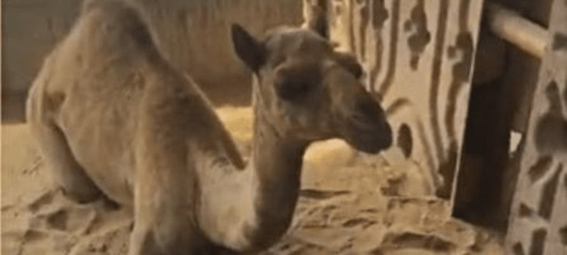 Sanghar Camel To Rise For The First Time After Limb Was Brutally Cut Off