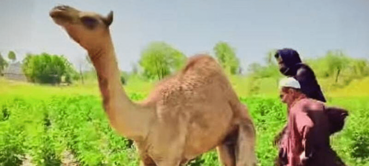Five Held for Chopping Off Camel's Leg In Sangarh