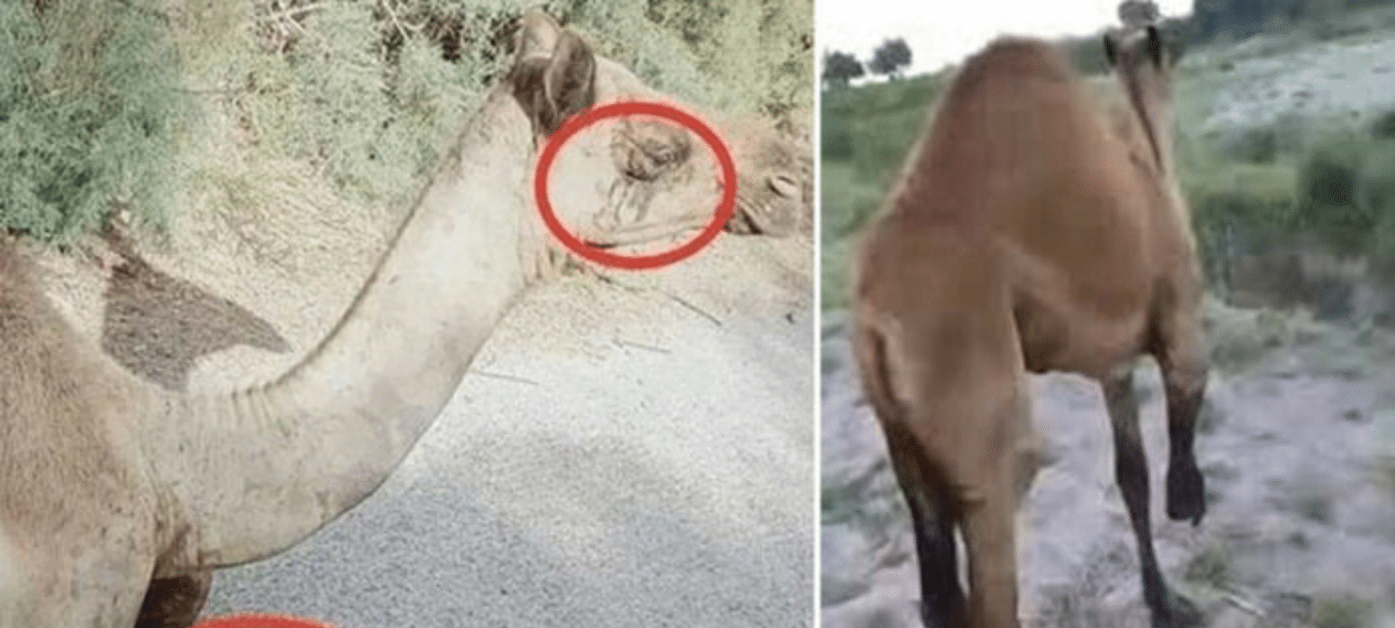 Karachi Shelter to Provide Prosthetic Leg for Injured Camel Post Sanghar Incident