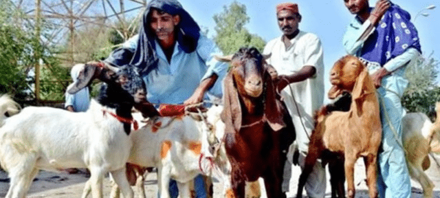Punjab Enforces Section 144 to Stop Animal Remains Disposal