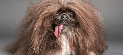 Pekingese Wild Thang Wins World's Ugliest Dog 2024 Contest