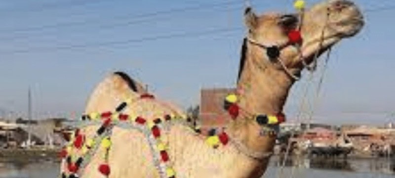 Watch: Sindh Landlord Cuts a Camel's Leg For Trespassing In His Field