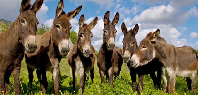 Senate Committee Suggests Boosting Donkey Exports to China