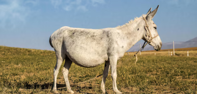 Pregnant Donkey Fatally Shot After Owner Cuts Tree in Rawalpindi