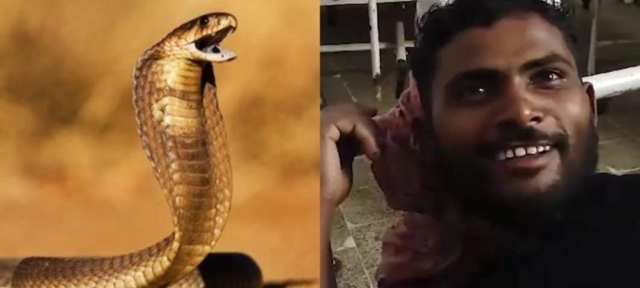 Man Bites Snake Thrice And Kills It After Being Bitten