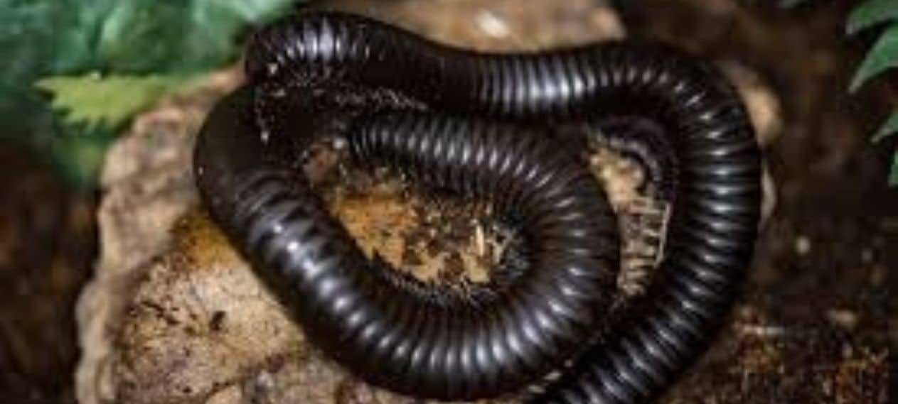 Giant Millipede, Once Thought Extinct, Has Been Rediscovered In Madagascar Jungle