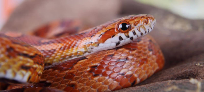 Man Caught Trying To Smuggle 104 Live Snakes In His Pants At China Border