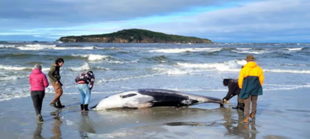 Experts Believe a Rare Whale Has Washed Up In New Zealand