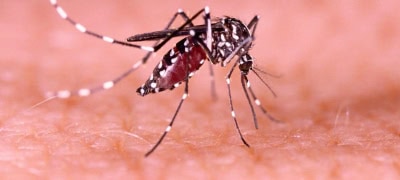 KP Health Department Issues Urgent Post-Monsoon Dengue Prevention Guidelines