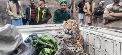 Three People Injured in a Leopard Attack At House in Abbottabad