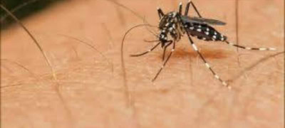 Punjab Records 30 New Dengue Cases in the Last 24 Hours