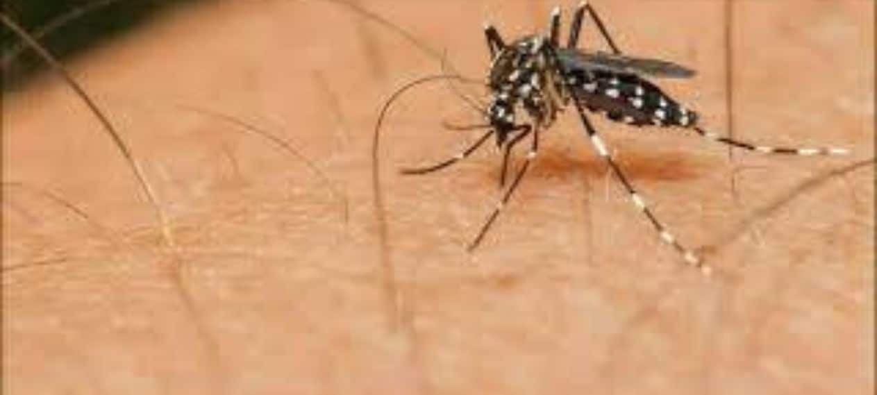 Punjab Records 30 New Dengue Cases in the Last 24 Hours