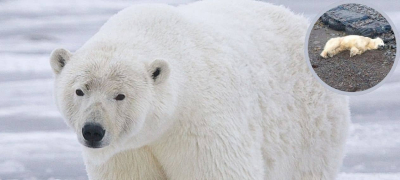 Polar Bear Seen in Iceland for the First Time in 8 Years, Killed by Police