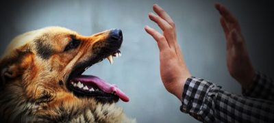 Sindh Records 226,000 Dog Bite Incidents in 2024