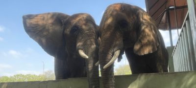 Elephant 'Madhubala' to Reunite with Her Sisters After 15 Years at Karachi Safari Park