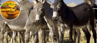 Pakistan Set to Export Meat, Hides of 200,000 Donkeys Yearly to China