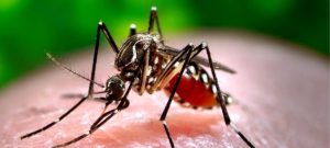 Punjab Records 172 New Confirmed Cases of Dengue