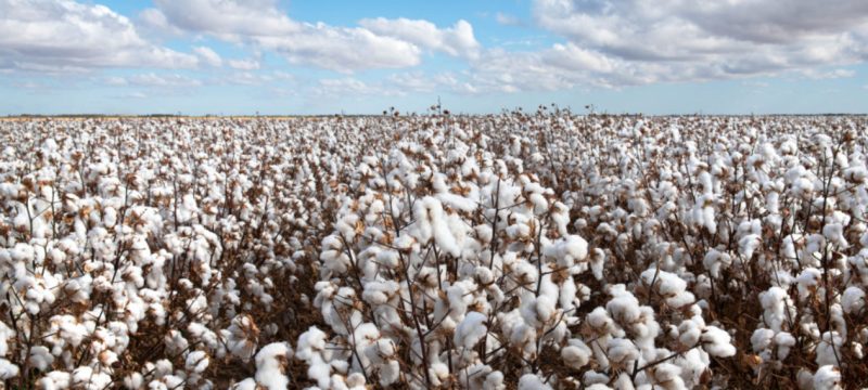 Pakistan Emerges as Top Buyer of US Cotton