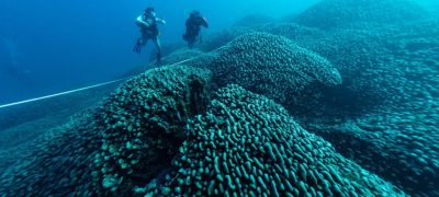 World's Largest Coral Discovered in Solomon Islands