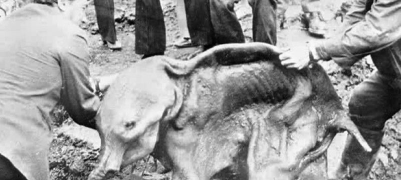 Discovery of Dima the Baby Mammoth A Window Into the Ice Age