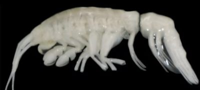 New Deep-Sea Predator Discovered in the Depths of the Atacama Trench