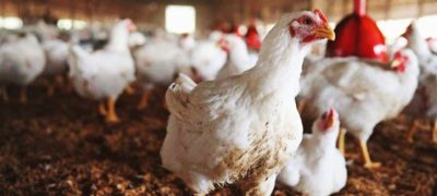 Chicken Prices Soar Nationwide, Leaving Consumers Struggling