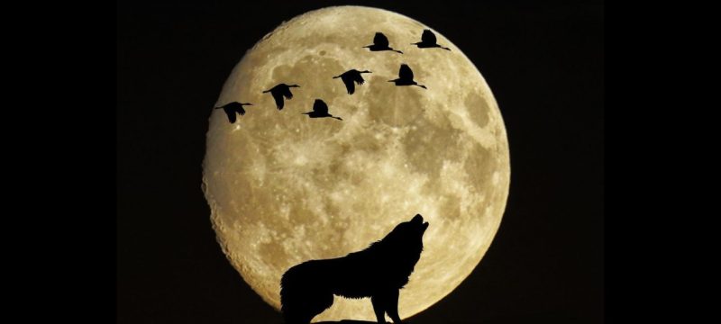 Wolf Moon