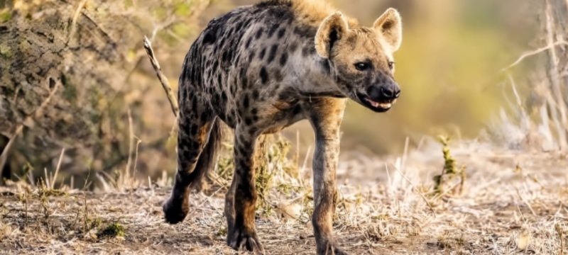 First Spotted Hyena in Egypt in 5,000 Years Stuns Scientists