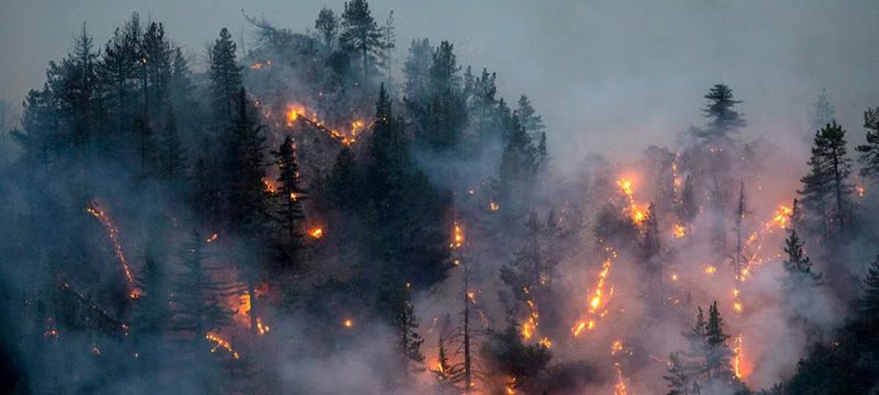 Murree and Galyat Forest Fires: Wildlife, Homes, and Heritage at Risk