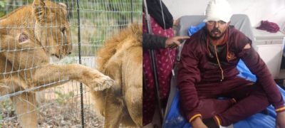 Man Severely Injured While Filming Video Near Caged Lion