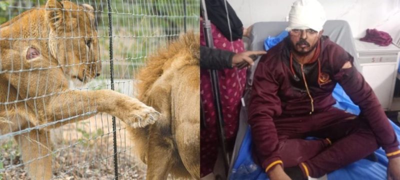 Man Severely Injured While Filming Video Near Caged Lion