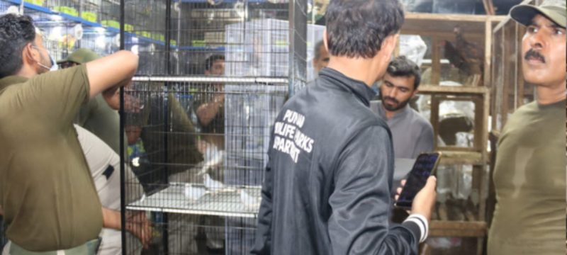 Wildlife Department Cracks Down on Illegal Bird Sellers in Lahore