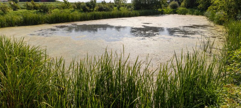 Florida’s Sewer Systems Double as Wildlife Highways, Study Finds