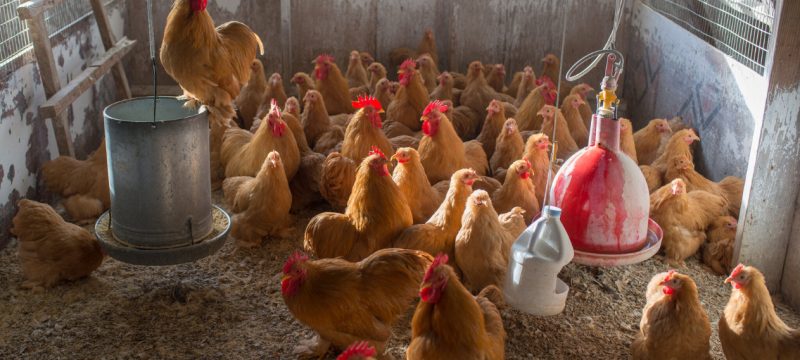 Rising Egg Prices Drive Americans to Raise Chickens at Home