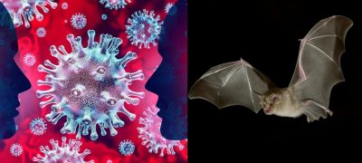 Another Covid-19 Scientists Found New Bat Coronavirus in China