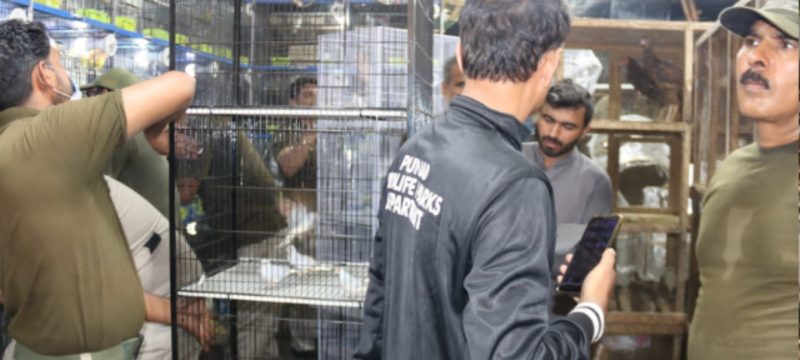 Wildlife Authorities Arrest Two Dealers Involved in Illegal Trade of Snakes and Parrots in Lahore