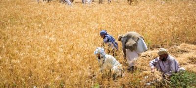 Farmers Alarmed Over Declining Crop Yields Amid Climate Change and Poor Agricultural Inputs