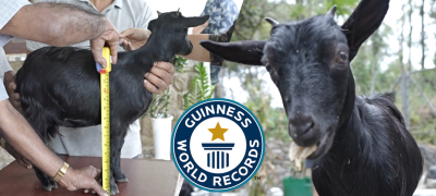 Karumbi, The World’s Shortest Goat Sets New Guinness Record