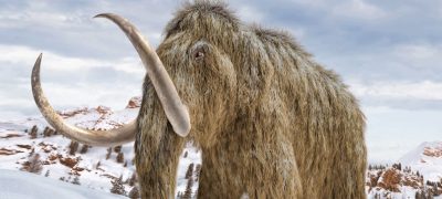 Ancient Woolly Mammoth Fossil Discovered in Canada After 200,000 Years