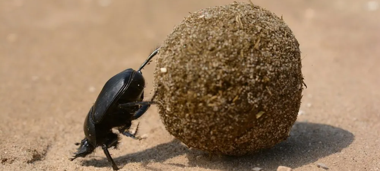 Tuffest Insect Dung Beetle Named World's Strongest Insect: Can Pull 1,141 Times Its ...