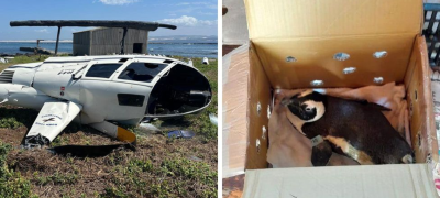 Penguin in Box Causes Helicopter Crash in South Africa